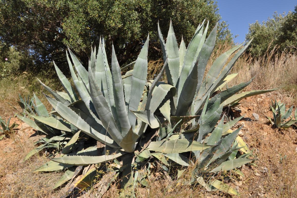 Agave plant in the desert.