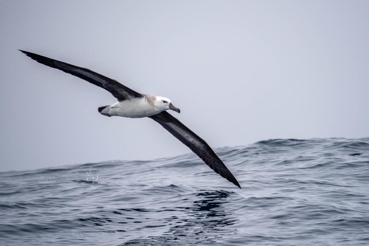 An albatross flying close to the surface of the ocean