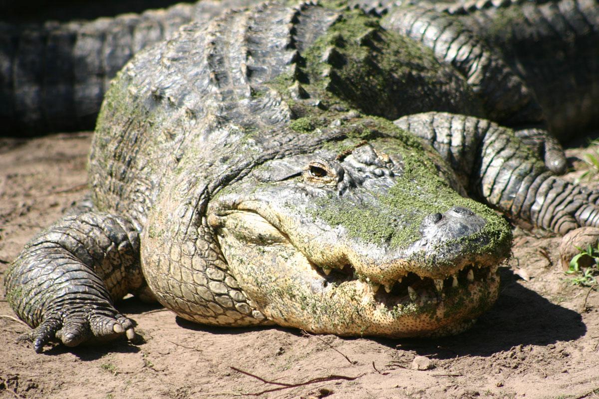 Photo of alligator.