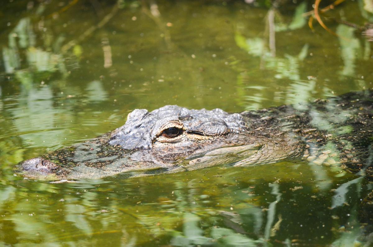 An alligator mostly submerged in murky water, with an eye above the surface