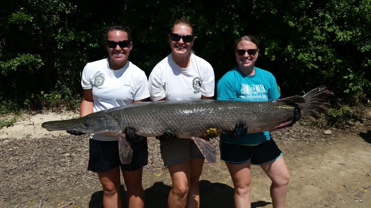 Three women hold up a 112-pound alligator gar fish