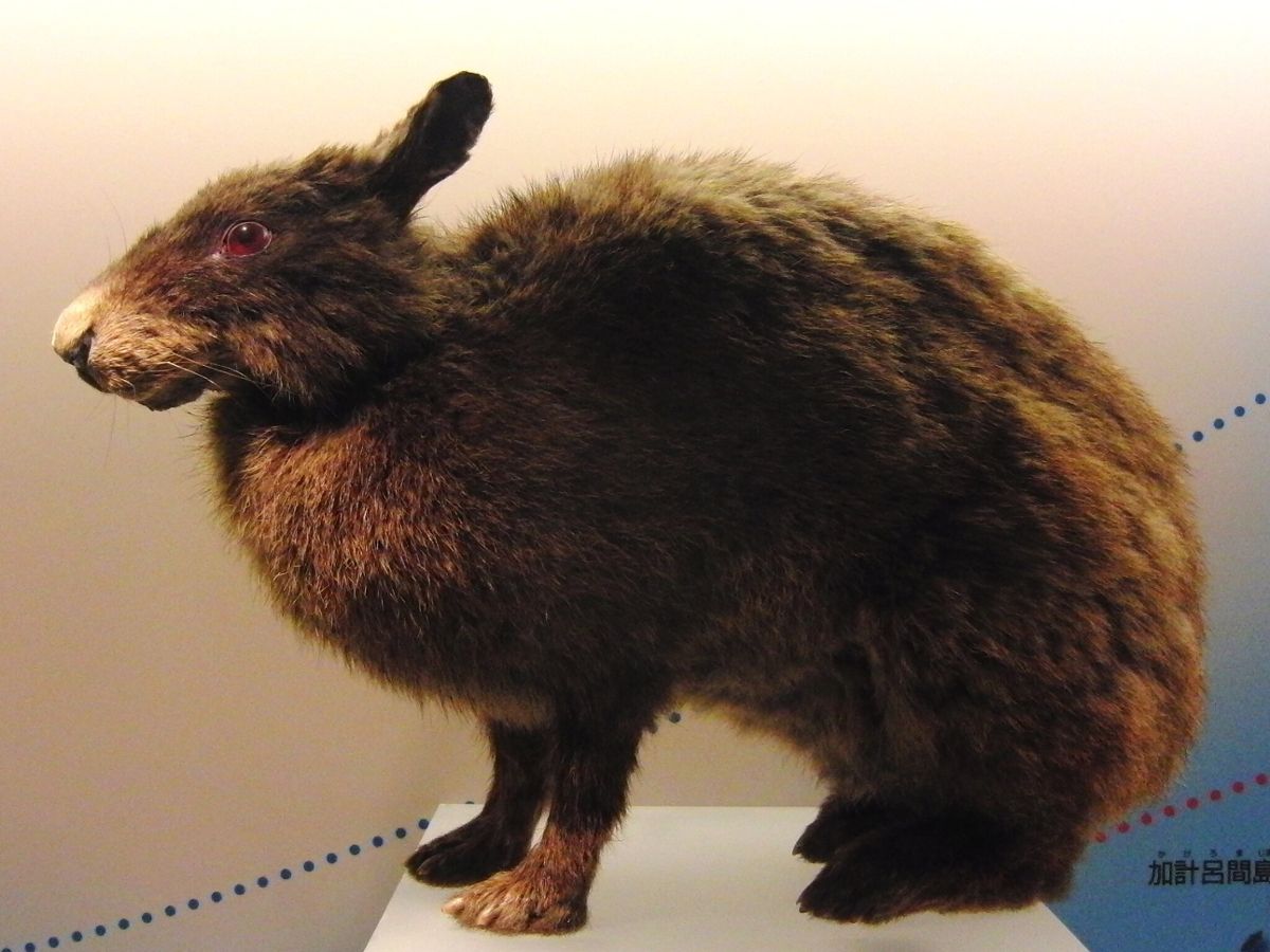 A stuffed, dark Amami rabbit sits in profile to the camera