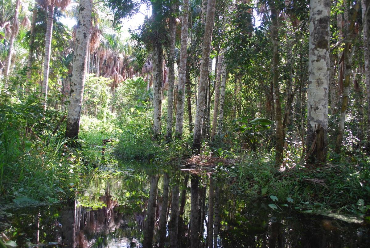 A swampy area inside the Amazon forest, with lots of greenery surrounding the water