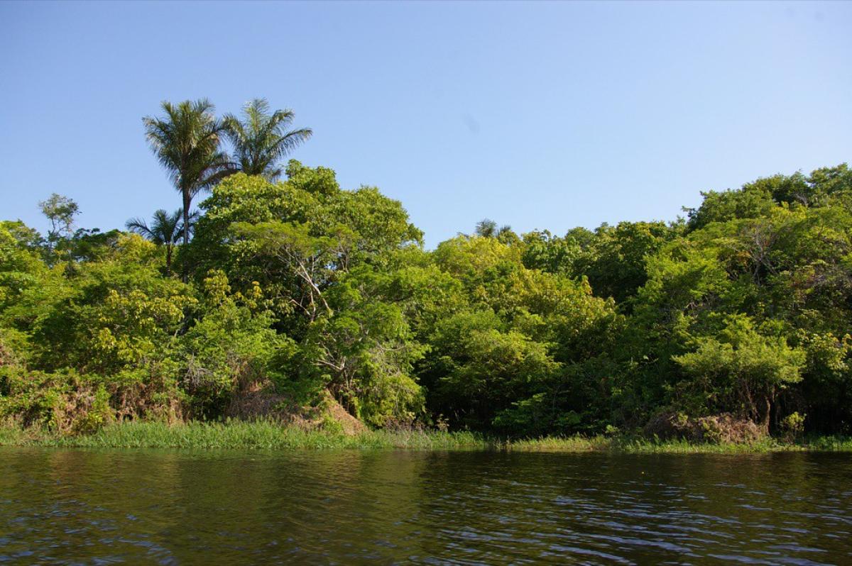 A side of the Amazon river with dense green trees and a bight, cloudless sky
