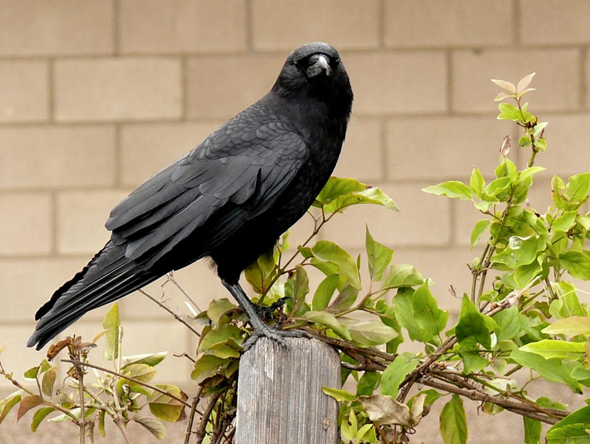 Photo of a crow.