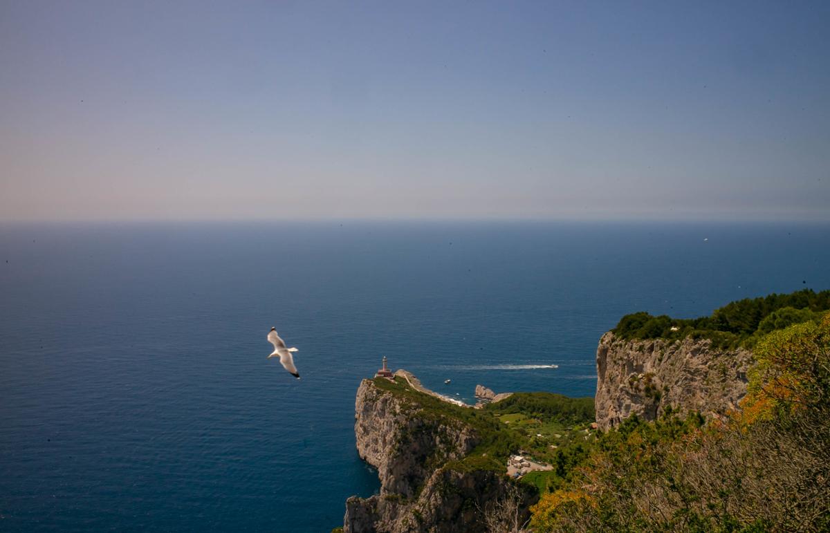 A view of the ocean's horizon from a seaside cliff, with a seagull flying