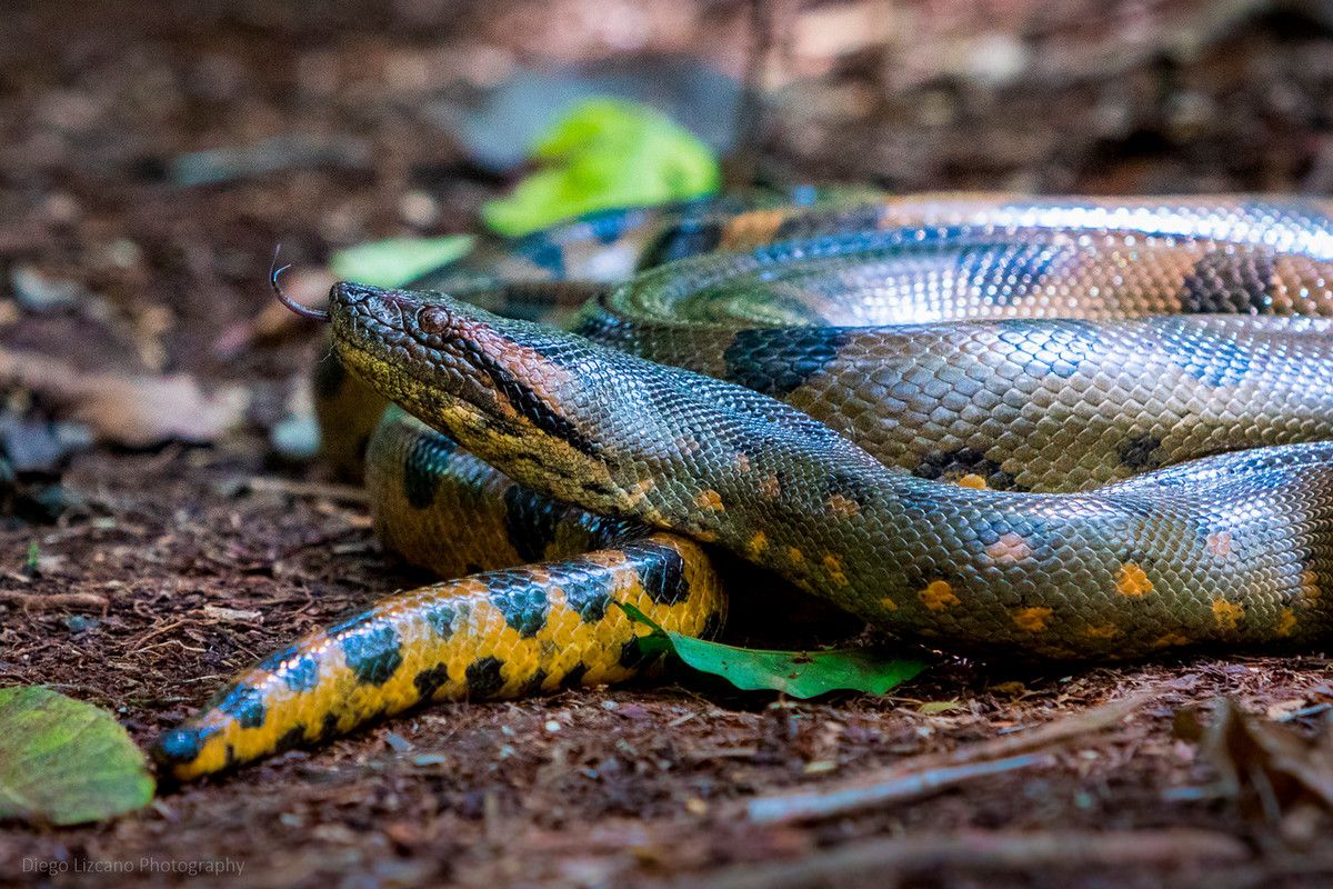 A green anaconda curled up with its tongue sticking out