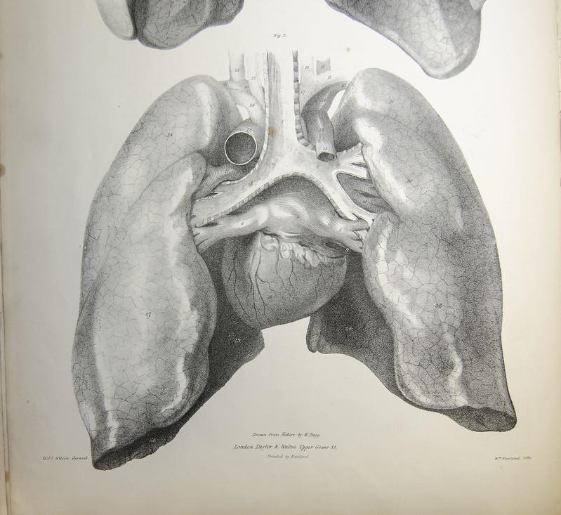 An old black and white anatomy illustration of the human heart surrounded by lungs
