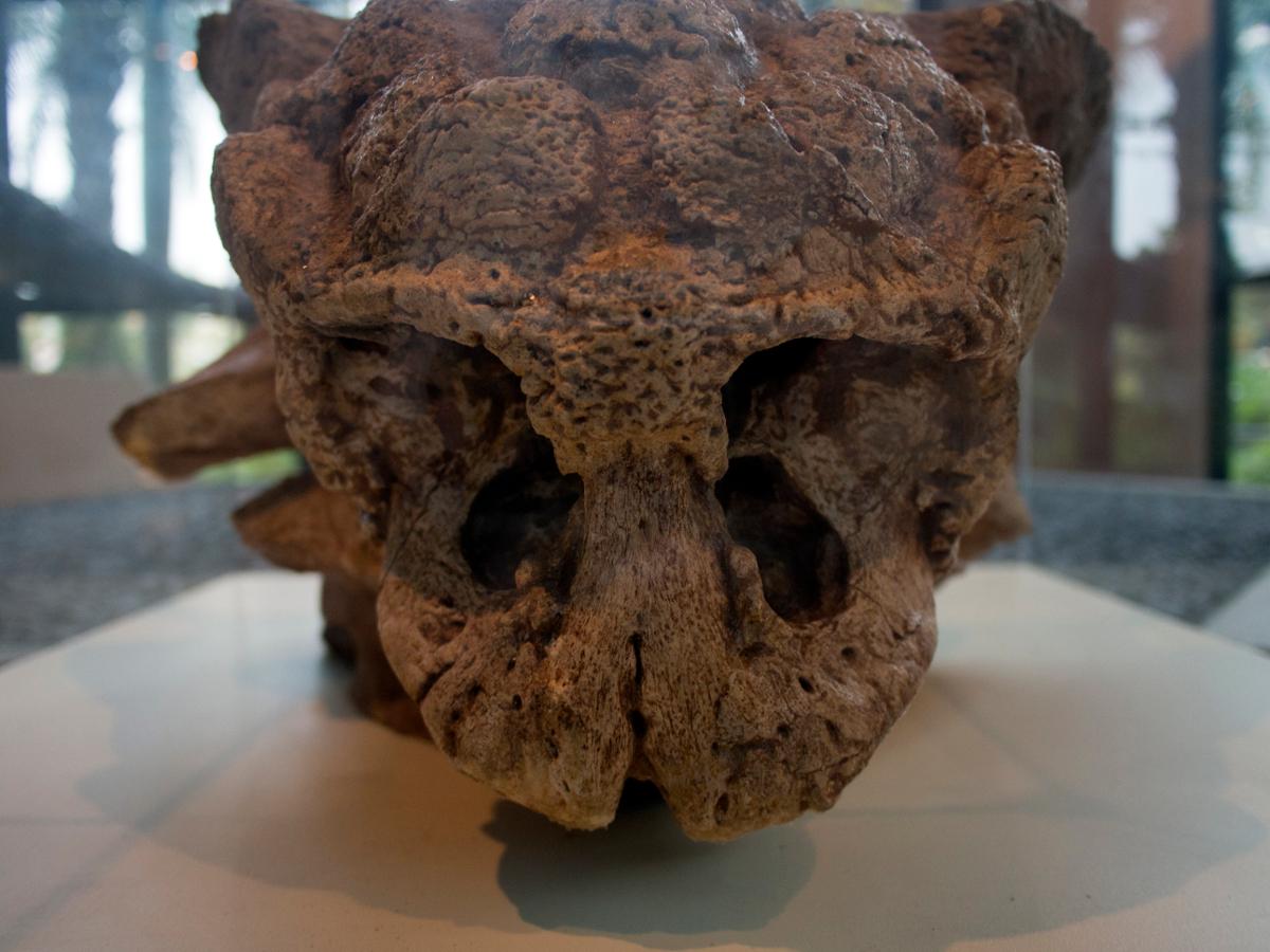 A closeup view of the nasal passages in an ankylosaurus fossil's snout