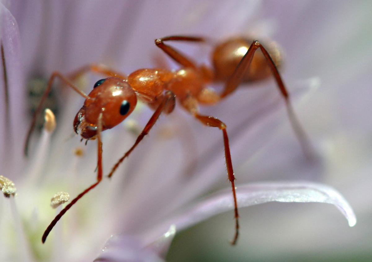 An ant walking in the center of a light flower
