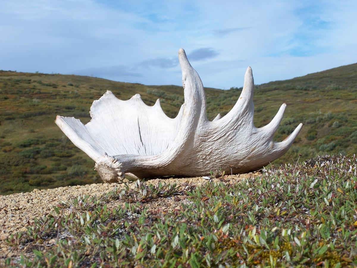 A large discarded antler from a moose sits on a hill