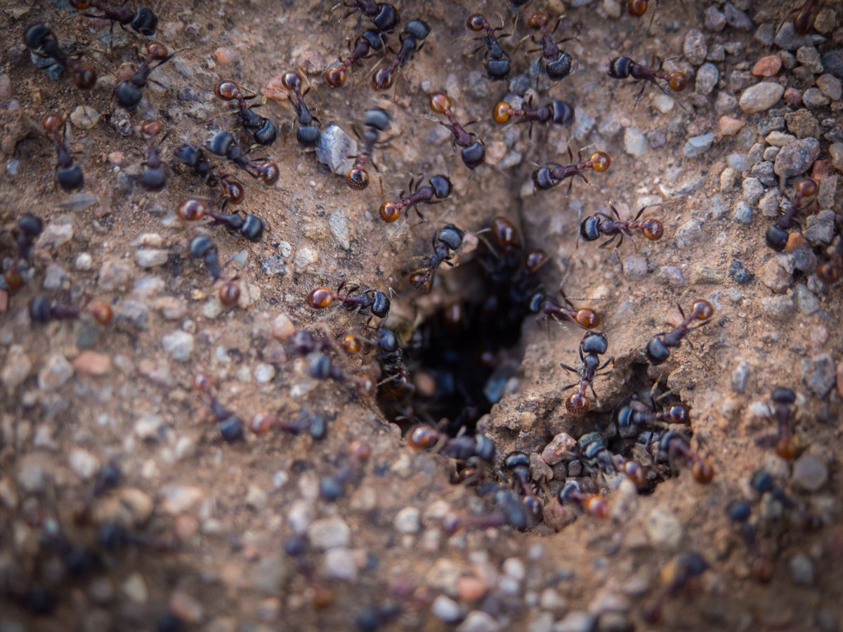 Countless ants emerging from a hole in their nest to forage in the desert