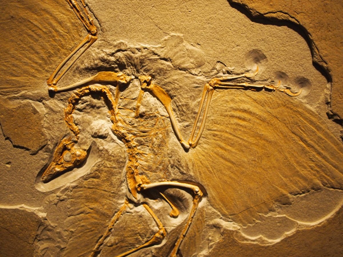 The fossilized remains of an Archaeopteryx, flattened in the rock but still with a lot of detail visible