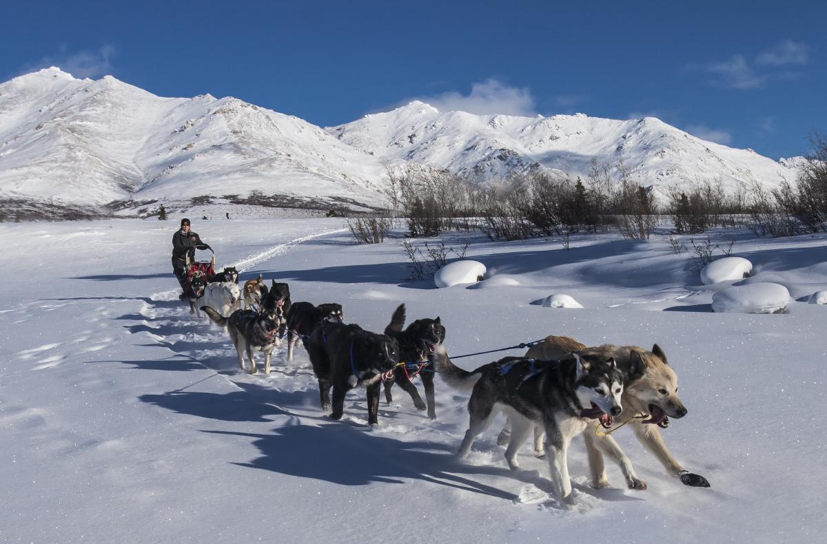 Sled dogs in the arctic.