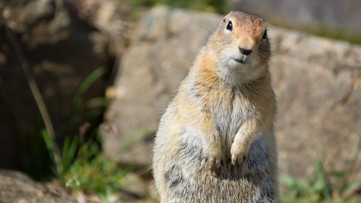 An arctic ground squirrel sitting up on its back legs