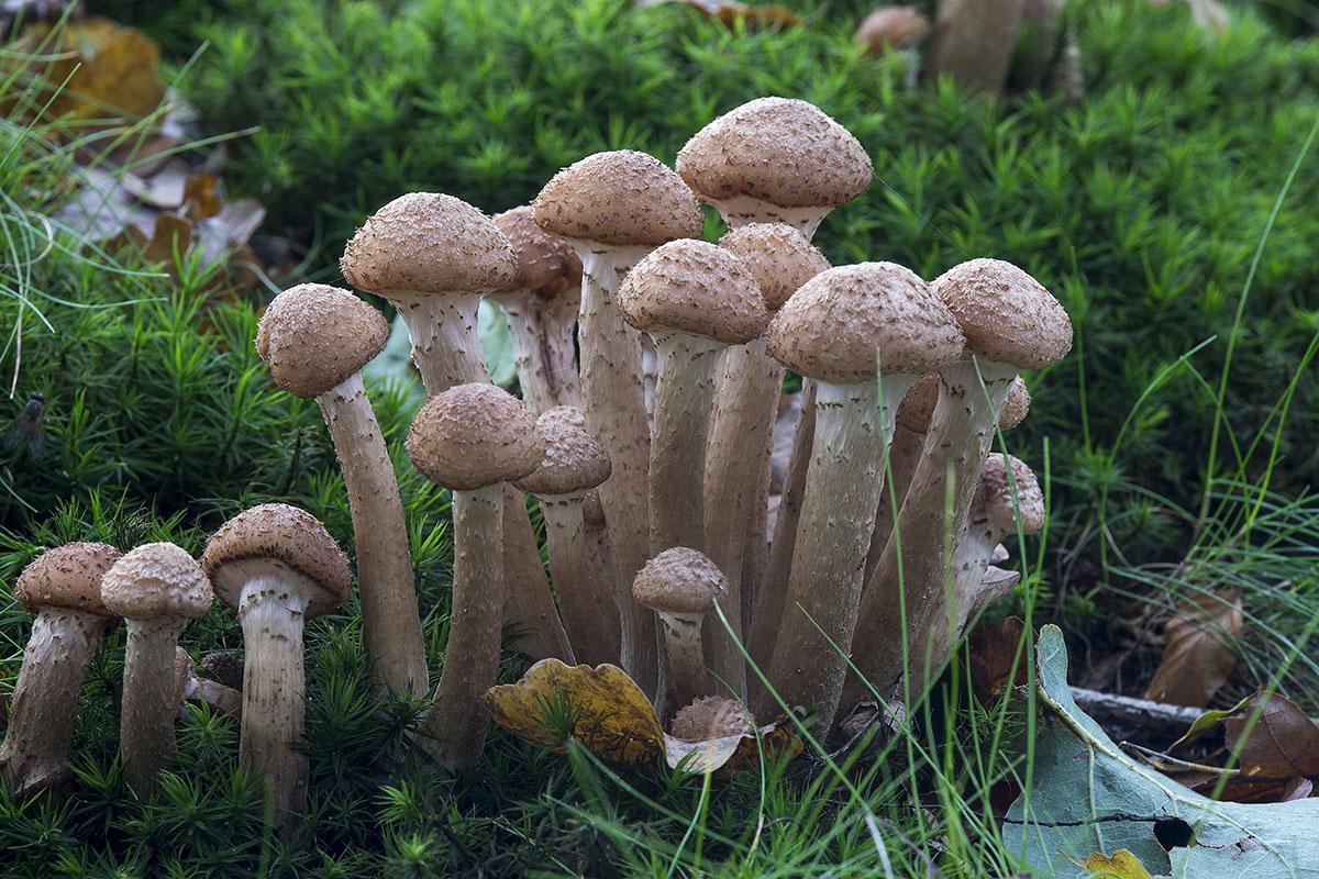 A small cluster of the large fungus armillaria ostoyae