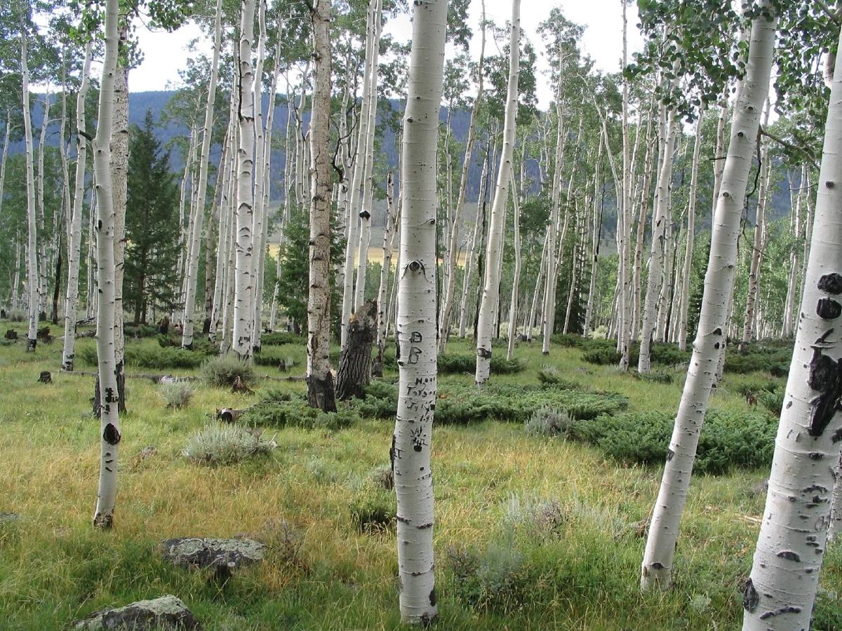 Several aspen trees grouped together in a grassy field