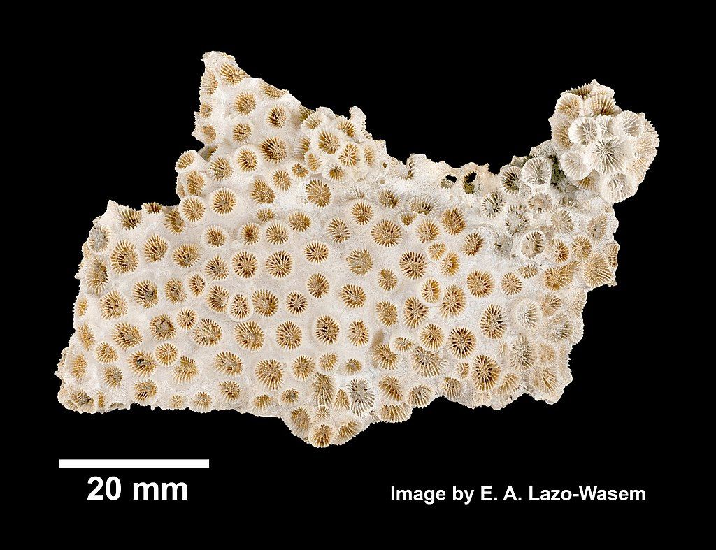 A preserved piece of the northern star coral, now white with small imprints of its tentacles