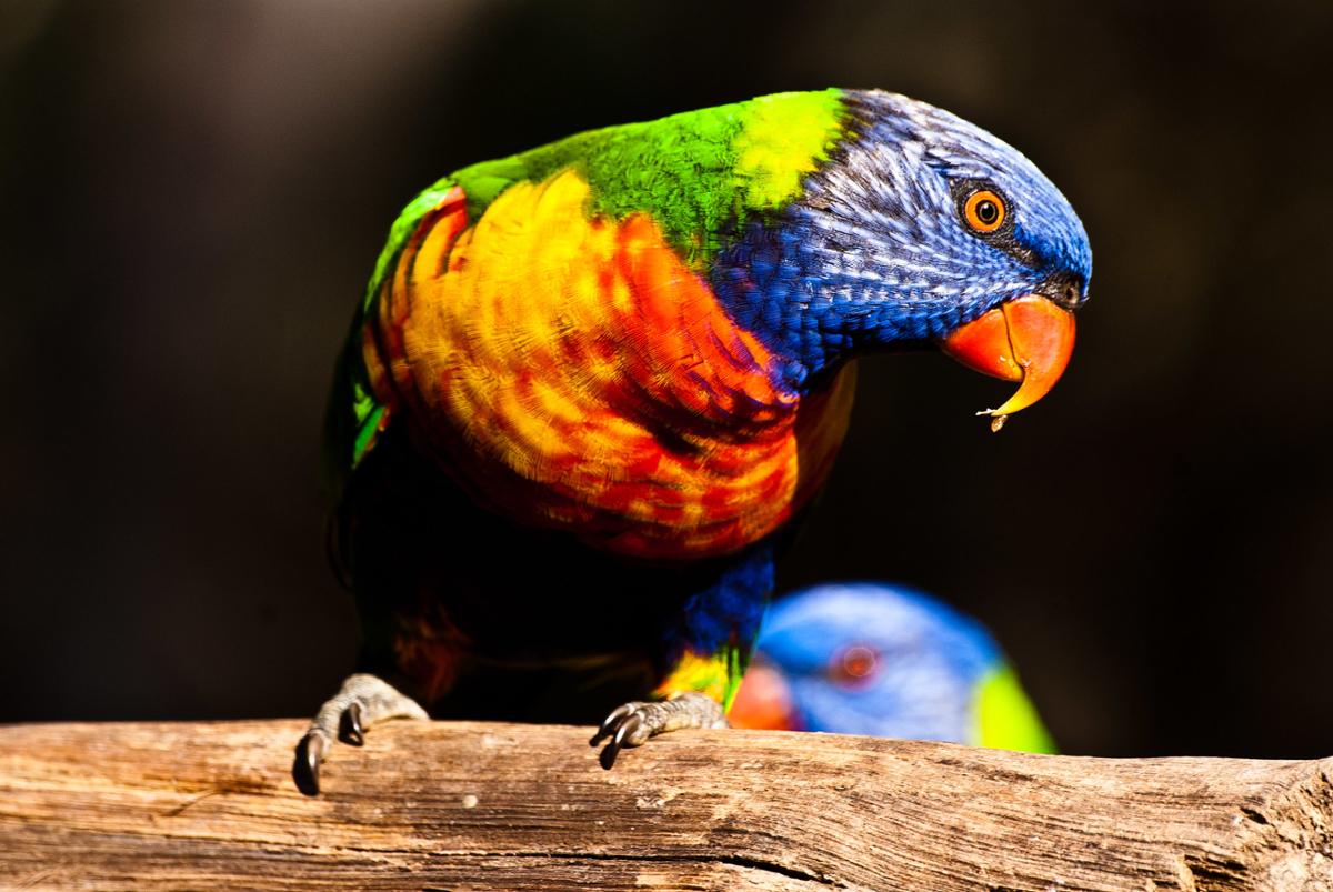 A bright multi-colored species of Australian parrot sits on a branch looking at the camera sideways