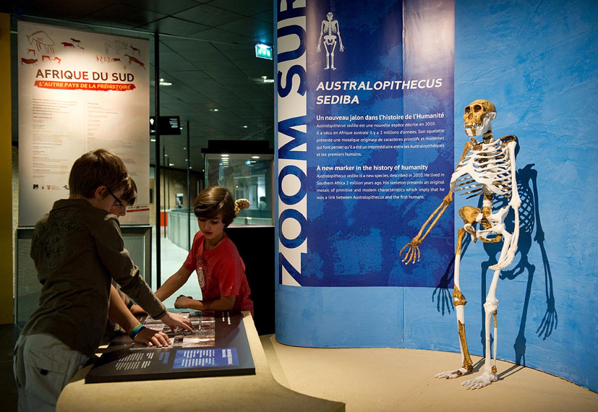 A museum exhibit of Australopithecus sediba with small children nearby
