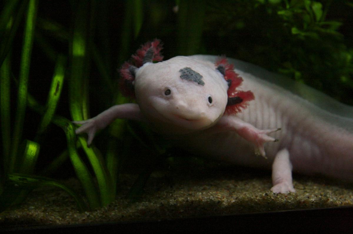 A pink axolotl turns towards the camera underwater, with small arms outstretched to either side