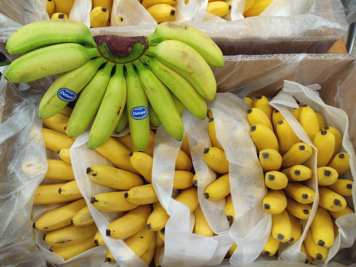 Many bananas in shades of green and yellow sit in plastic bags ready to be sold