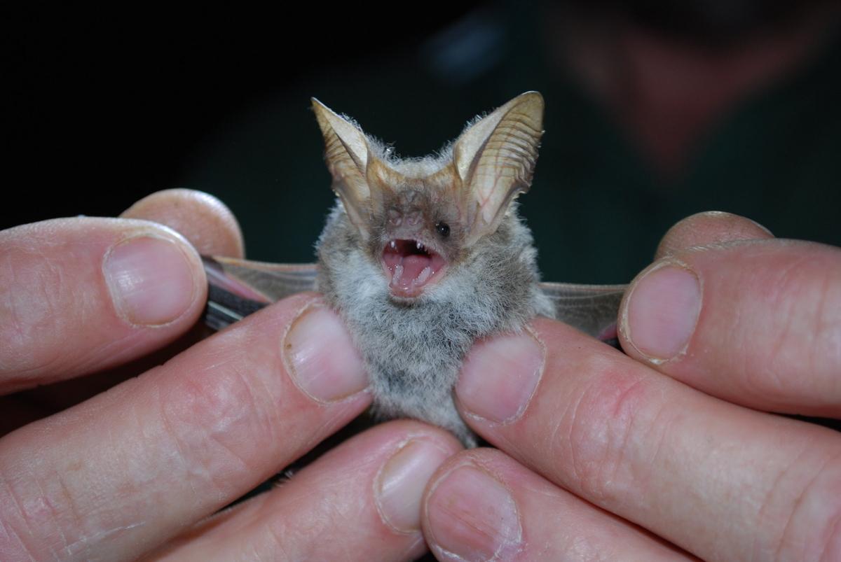 A small bat with its mouth open, held by a human spreading its wings