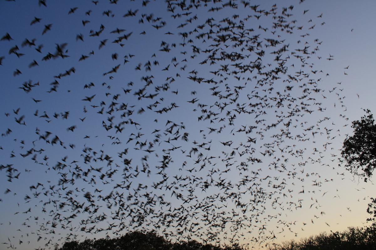 A large swarm of Mexican free-tailed bats flying in a clear sky as the sun sets