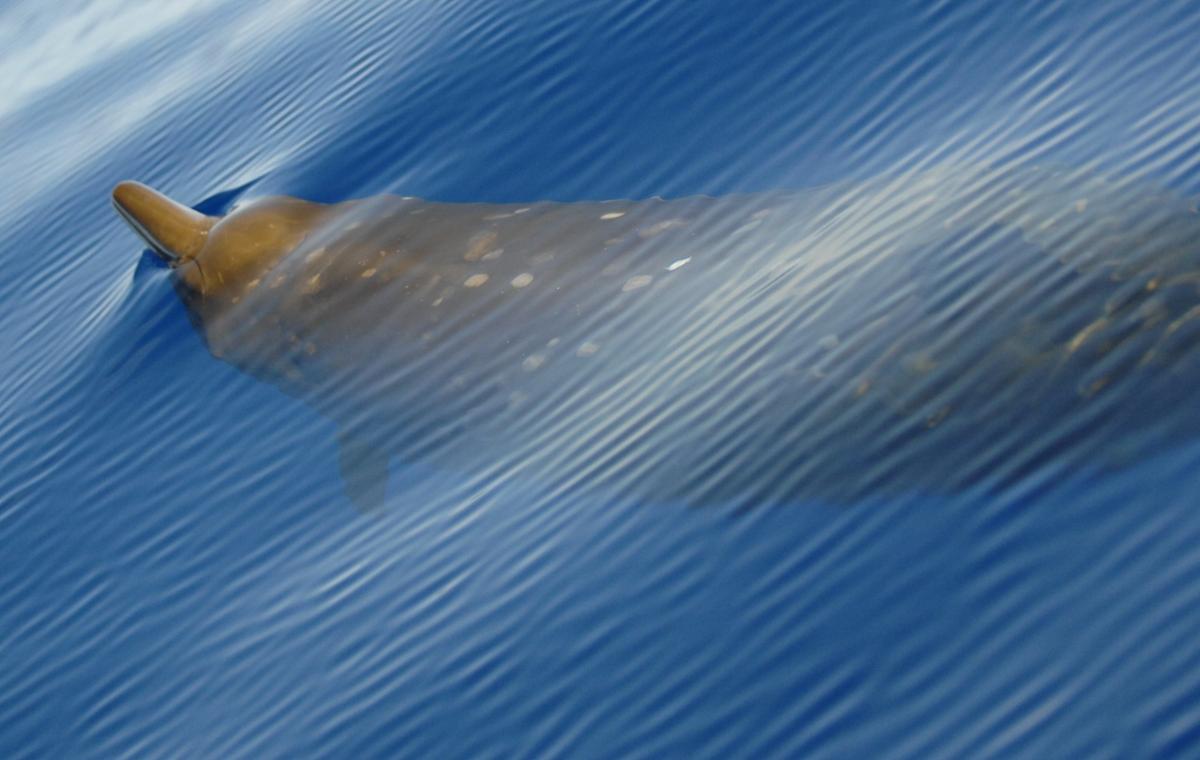 A large beaked whale swims away from the camera close to the water's surface