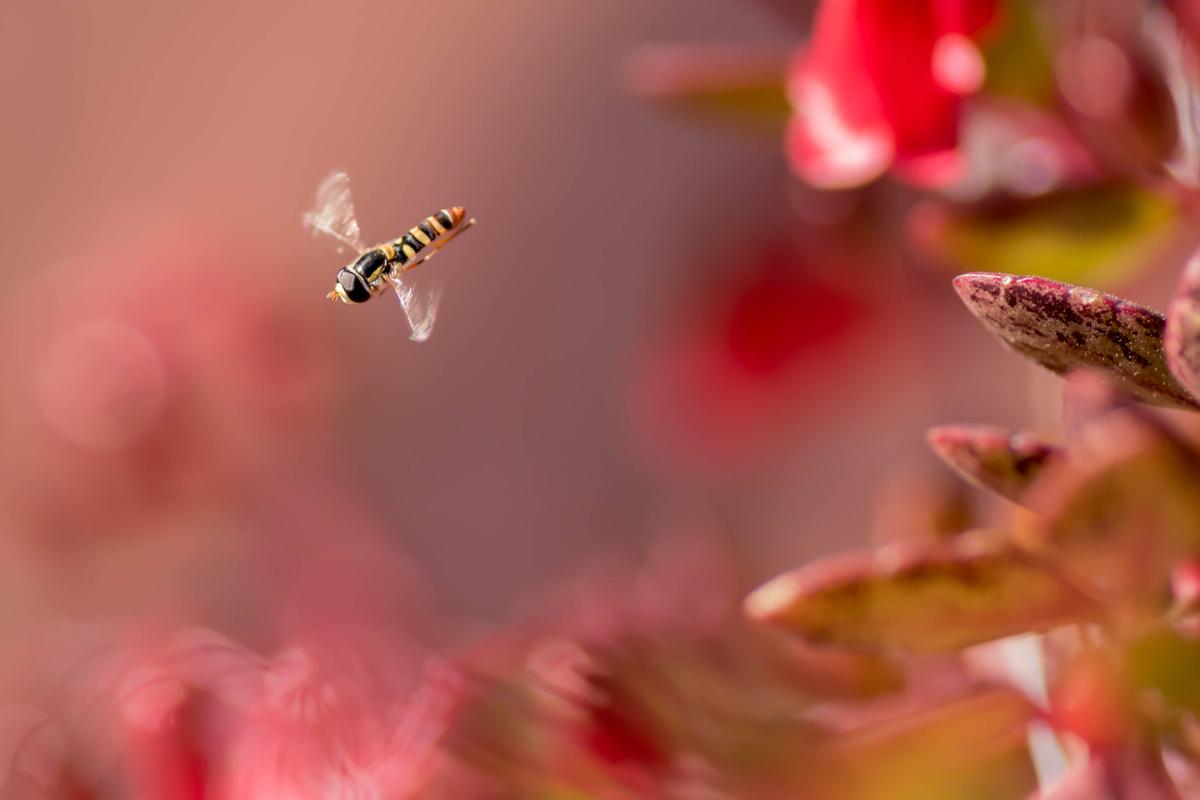 A small bee flies away from pink flowers