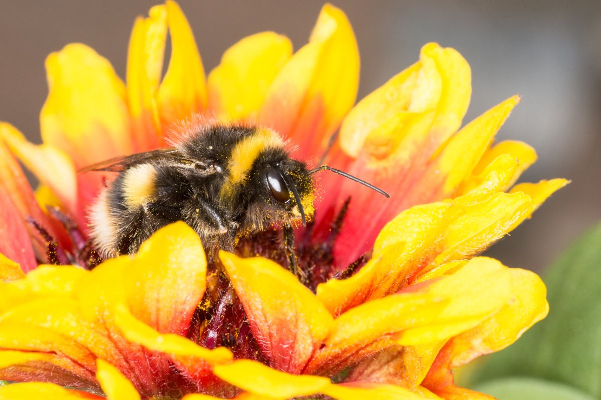A bee in a yellow and red flower, covered in pollen
