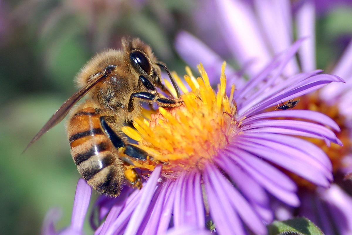 Bee eating nectar from flower.