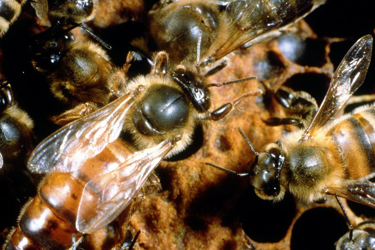 Queen bee in a hive.