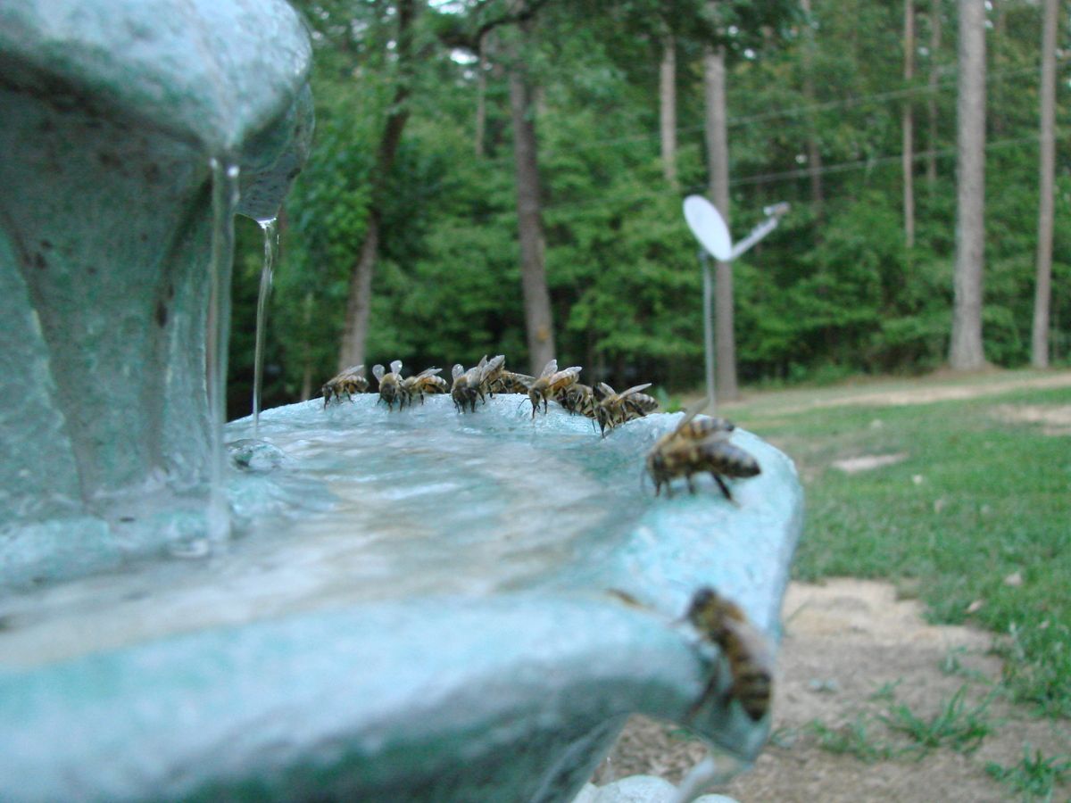 Several bees lined up at a fountain, drinking water