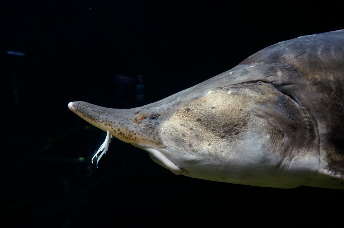 The upturned snout of a beluga sturgeon, swimming in profile