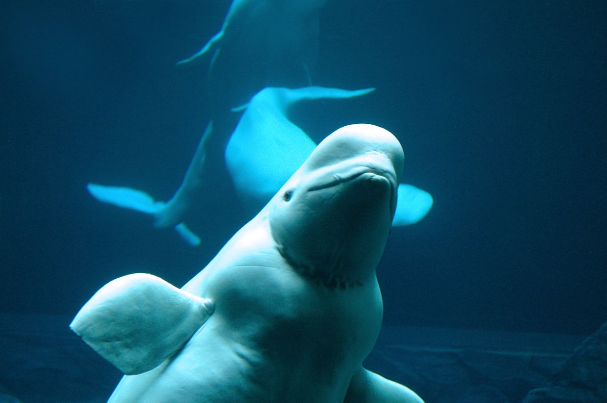 A white beluga whale looks towards the camera while other whales swim in the background