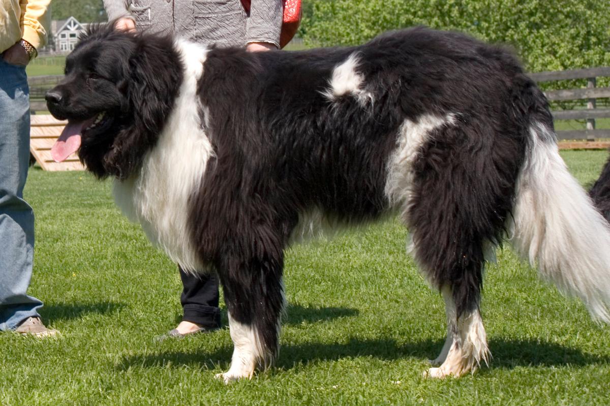 A black and white Newfoundland dog stands in profile outside on a sunny day
