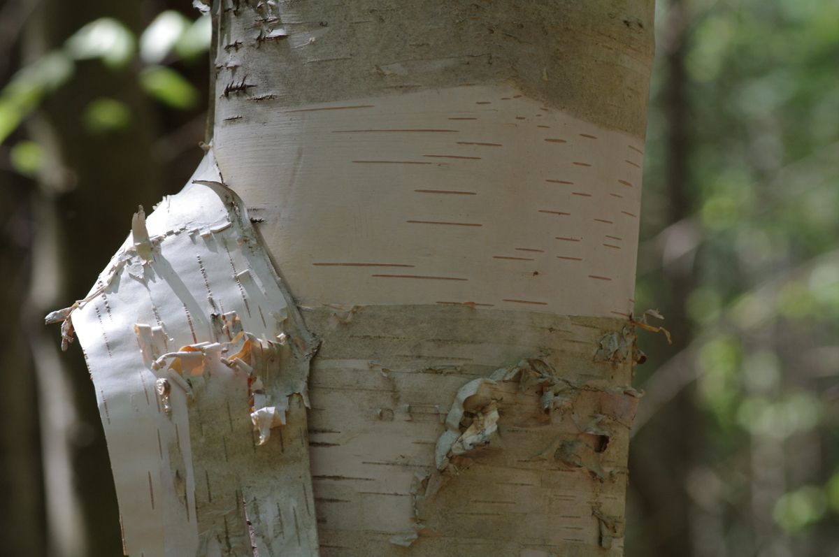 A birch tree with a thin layer of bark peeled and hanging off