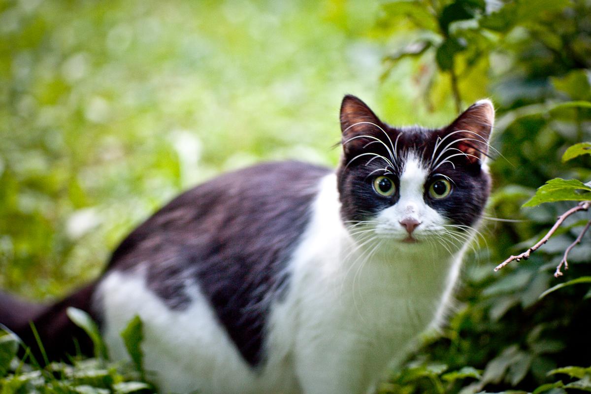 A black and white cat stands in grass looking into the camera