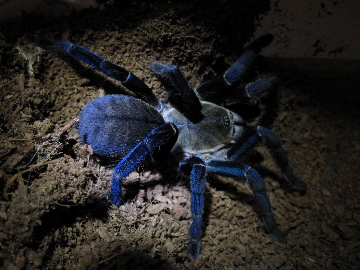 A blue tarantula on the ground with a small light shining on it