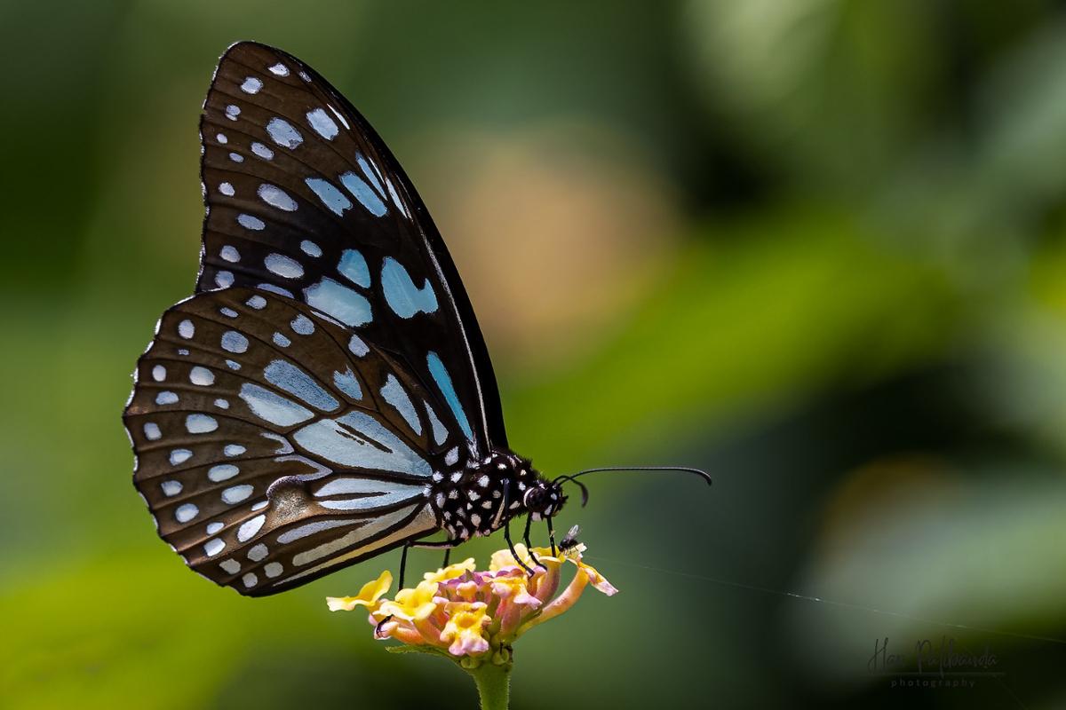 A blue tiger butterfly with with blue spots rests on a flower next to a small common fly