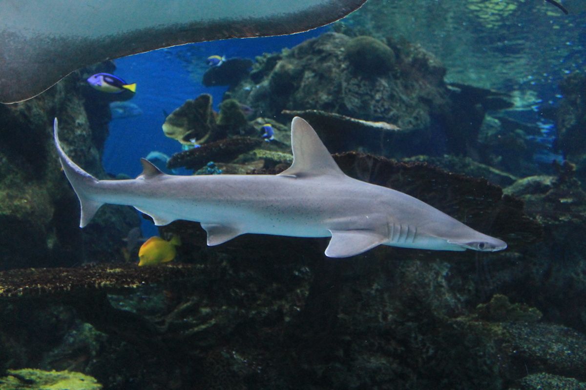 A bonnethead shark's profile swimming in an aquarium