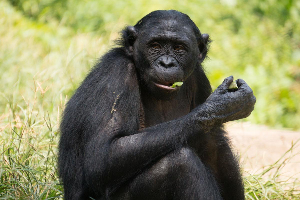 Bonobo in the wild.