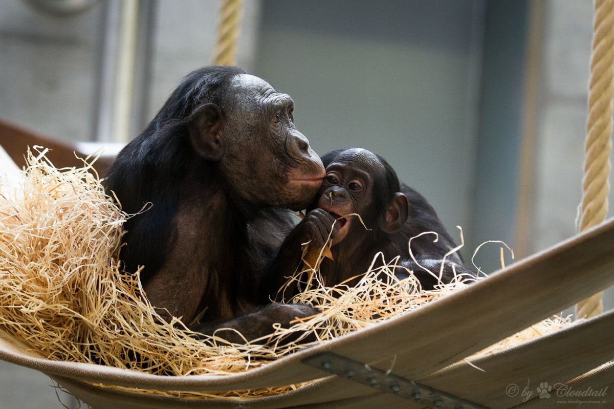 An adult bonobo with an infant, sitting in a bed of straw