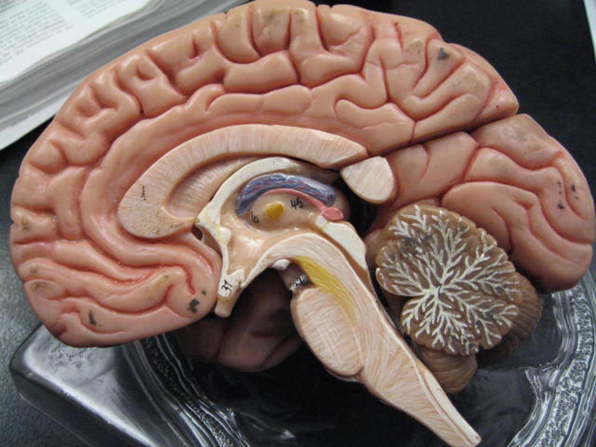 A plastic model of a brain cut in half