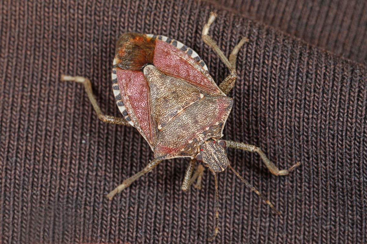 A brown stink bug crawls ob a piece of fabric