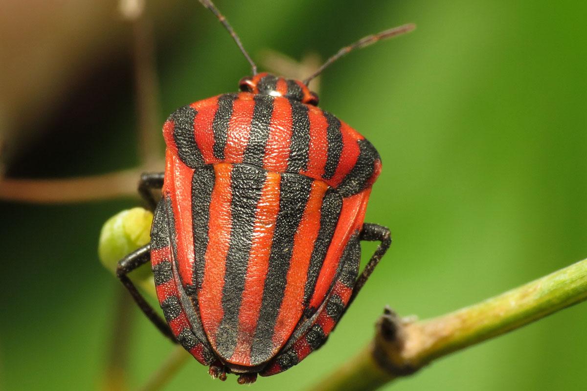 Striped insect.