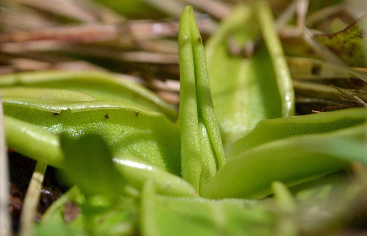 A closeup of a butterwort plant with bright green leaves