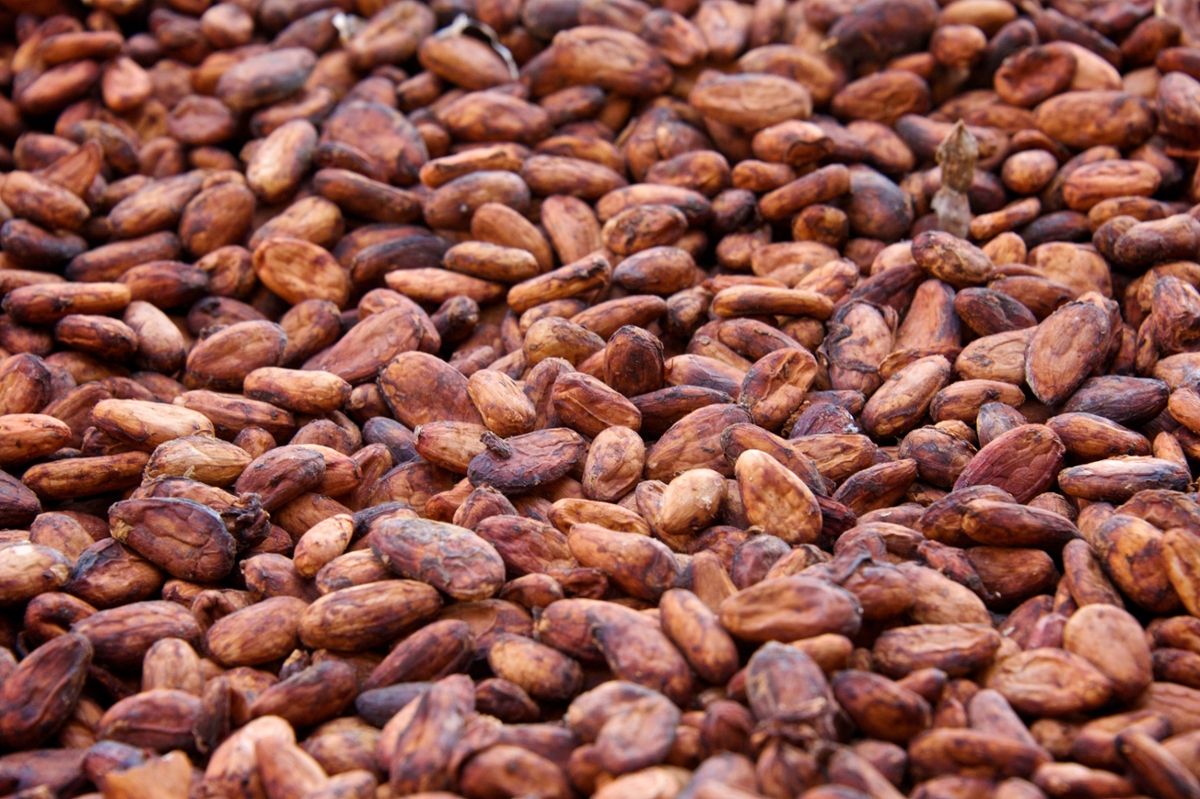 Countless cooked cacao beans in a pile together, slightly shriveled