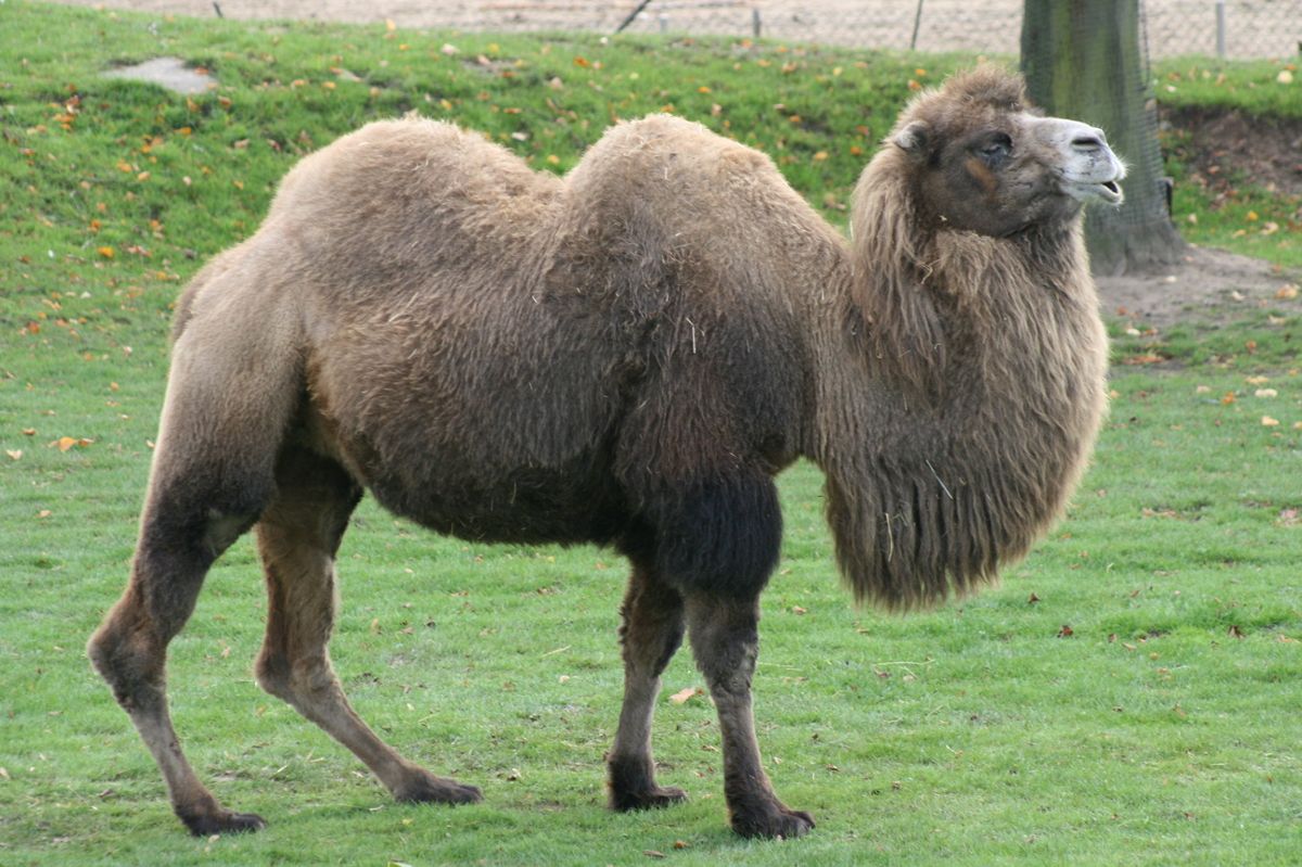 A camel with long fur walks in profile to the camera